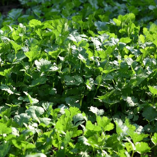 200 pcs koriandersamen bio saatgut coriander seeds saatgut stauden winterhart mehrjährig kräutersamen zimmerpflanzen samen anzucht gartenpflanzen winterhart mehrjährig pflanzensamen