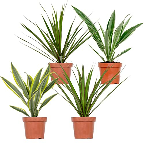 4x Dracaena Zimmerpflanzen-Mix - Wahnecki - Marginata - Lemon - Bicolor - Luftreinigend - ⌀12 cm - 25-35 cm
