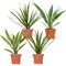 4x Dracaena Zimmerpflanzen-Mix - Wahnecki - Marginata - Lemon - Bicolor - Luftreinigend - ⌀12 cm - 25-35 cm