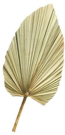 TOPBATHY 1 Pièce De Décoration De Feuille De Tournesol en Éventail Décor Rustique Feuille De Palmier Séchée Feuilles Géantes Tropicales Séchées Feuilles De Palmier Séchées