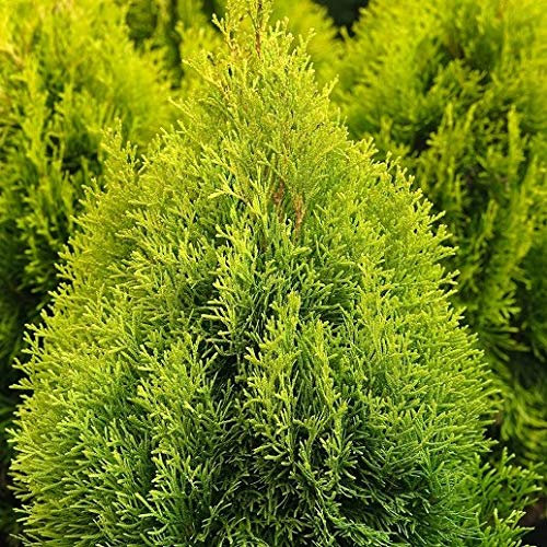 Pianta vera di Thuja occidentalis Golden Smaragd - Diametro Vaso Ø 18 cm