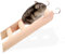 HSKRKOW 1 Stück Hamster Treppe Mit Haken, Hamster Klettern Spielzeug Holz Leiter Brücke Hamster Rennmaus Mäuse Und Kleine Tiere, Hamster Zubehör, Meerschweinchen Spielzeug (16 X 6.7 X 2.1Cm)