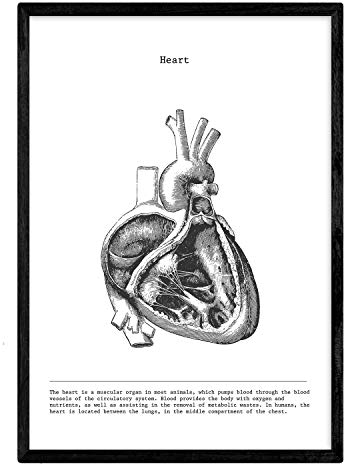 Nacnic anatomie Poster | Vintage Stil wanddekoration Abbildung von halbiertes Herz, Muskeln und Knochen | Verschiedene menschliche körper, biologie und Medizin Bilder ohne Rahmen | größe a3.