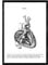 Nacnic anatomie Poster | Vintage Stil wanddekoration Abbildung von halbiertes Herz, Muskeln und Knochen | Verschiedene menschliche körper, biologie und Medizin Bilder ohne Rahmen | größe a3.