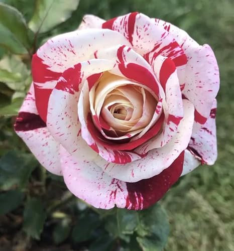 Rock and Roll Bush Rose- Striking Red and White Striped Large Fragrant Bicolored Bloom- 4.5 Litre Pot- Fully Established Garden Ready