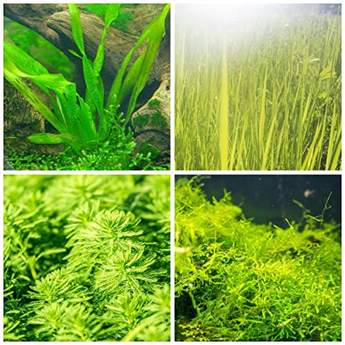 Wasserpflanzen Aquarium Pflanzen Samen Wasserlinsen Winterharte Pflanzen Beutel Seetang Samen Rustikale Pflanze Aquarienpflanzen Gartenblumen Samen Teichpflanzen 300 StüCke