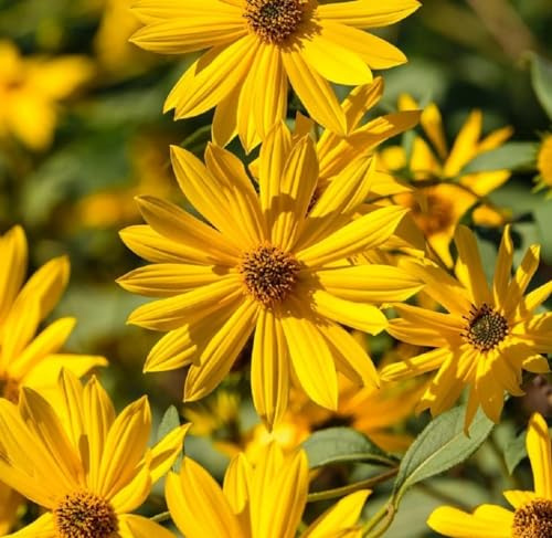 Perennial Sunflower Seeds for Planting - Plant & Grow Maximilian Sun Flowers in Your Home Outdoor Garden - 500 Non GMO Heirloom Seeds - Full Planting Packet with Instructions for Easy Grow, 1 Packet