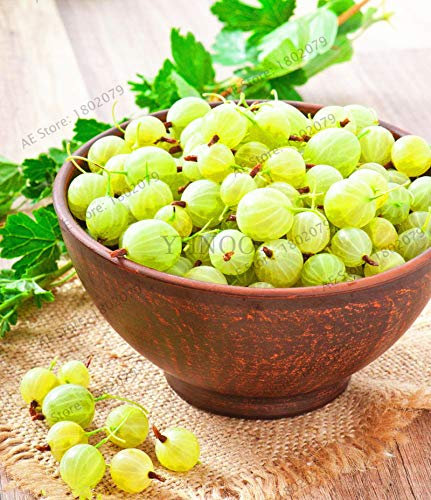 Ponak semillas de frutas perenial nueva 103pcs Orgánica de la grosella espinosa de la linterna para jardinería hermosa verde lima