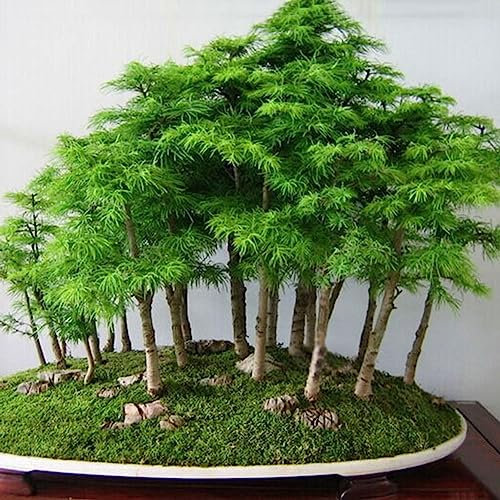Saterkali Kiefer Pinus Parviflora-Samen, 20 Stück japanische Weißkiefer Pinus Parviflora Grünpflanzen Mini-Baum-Bonsai-Samen