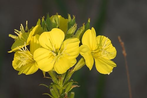 Gemeine Nachtkerze (Oenothera biennis) Samen. Heilpflanze (1000 Samen = 0,4g)