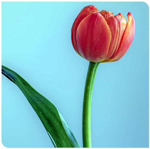 Tulpenzwiebeln Tulpenzwiebeln weiss Tulpen zwiebeln mehrjährig