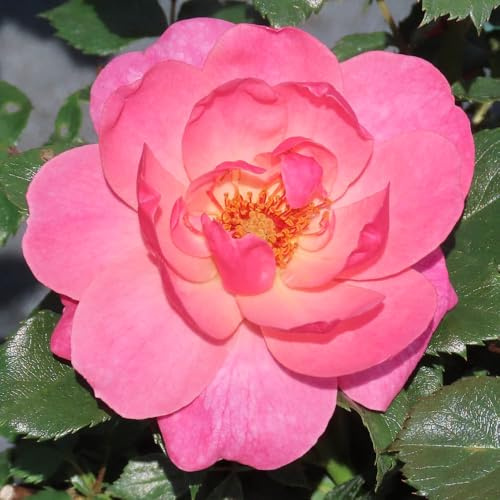 YouGarden Harkness Roses 'The Eve' Rose, Established Rose in 4 Litre Pot, Ready to Plant for Beds, Borders, and Pots