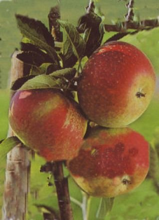 Apfelbaum Holsteiner Cox ? Malus Holsteiner Cox Containerware / 120-160 cm hoch,