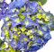 Bauernhortensie Early blau - Kräftige und robuste Sorte