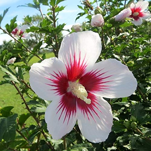 Roseneibisch Hibiscus syriacus Red Heart weiße offene Blüte innen rot ca. 40-60 cm im 3-5 Liter Topf