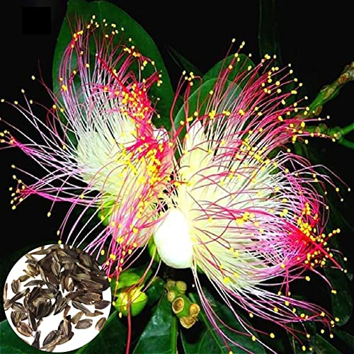 Blumensamen, 100 Stück Blumensamen Fantasy Beautify Non GMO Vibrant Color Plumeria Rubra Samen zum Pflanzen, zieht Bienen an – Samen