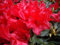Rhododendron/Alpenrose Baden-Baden - Rhododendron repens Baden-Baden