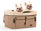 Petsfit Hunde Autositz für kleine Hunde, Hundesitz Auto für Rückbank abnehmbare waschbare doppelseitige Matte Hundekorb Auto mit Anschnallgurte,S,Khaki