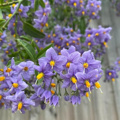 Solanum Glasnevin (Chilean Potato Tree) in 9cm Pot - Semi Evergreen with Lovely Purple Flowers (1 Plant)