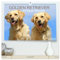 Golden Retriever ein treuer Begleiter (hochwertiger Premium Wandkalender 2025 DIN A2 quer), Kunstdruck in Hochglanz