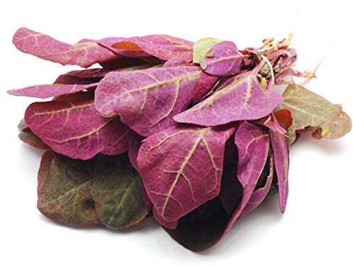 Seedeo® Gartenmelde rubinrot (Atriplex hortensis var. Rubra) 200 Samen BIO