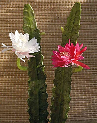 artplants.de Cactus Artificial Reina de la Noche Domenica, Flor, Rosa, 50cm - Cactus de plástico