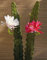 artplants.de Cactus Artificiale Regina della Notte Domenica, Fiore, Rosa, 50cm - Cactus Finto