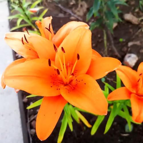 Giglio bulbi/giglio bulbi asiatico/lilium bulbi giganti-Terrazza, balcone, giardino -E-10 bulbi