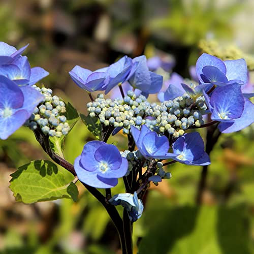 Hydrangea macrophylla Plant 'Zorro' Rounded Deciduous Hardy Shrub Lacecap Pink/Blue Blooms RHS AGM Autumn Colour Easy to Grow Your Own Garden Flowers 3.6-Litre Potted Plant by Thompson and Morgan