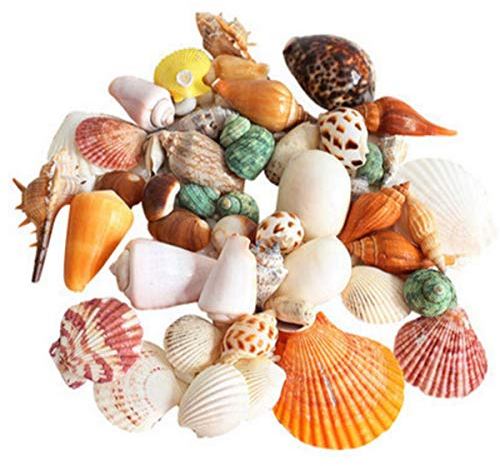 90 Stück Muscheln gemischt Meer Strand Muscheln Bunte natürliche Muscheln Perfekte Akzente Aquarium Dekoration Dekoration Strand Themenparty Kerzen Basteln Hochzeit Deko DIY Handwerk Fisch Bräune