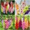 12 Stück gladiolen zwiebeln winterhart mehrjährig Gladiolus - Seltene Pflanzen serie - Hydroponik blumenmischung garden winterharte stauden balkonpflanzen blumenwiese blumenzwiebeln