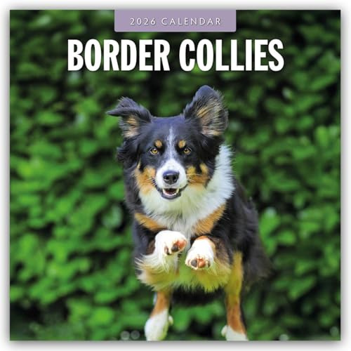 Border Collies – Border Collie 2026 – 16-Monatskalender: Original Red Robin Publishing Ltd-Kalender [Mehrsprachig] [Kalender] (Wall-Kalender)