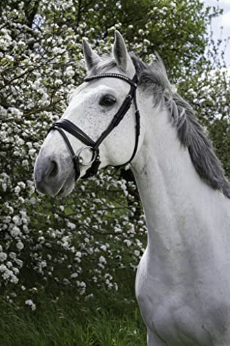 NORTON PRO Stirnriemen „Strass“ Warmblut, schwarz