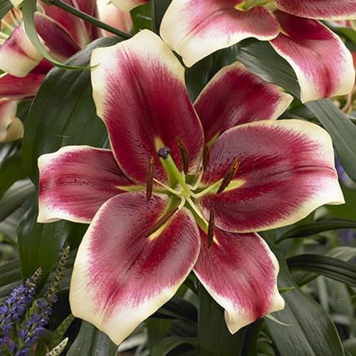 Winterhartes Pflanze,Natürlich,Lebende Pflanzen,Winterharte Zwiebeln,Lilien Zwiebeln Winterhart Mehrjährig,Seltene Pflanzen,Lilienzwiebeln,Gesund-10 Zwiebeln-D