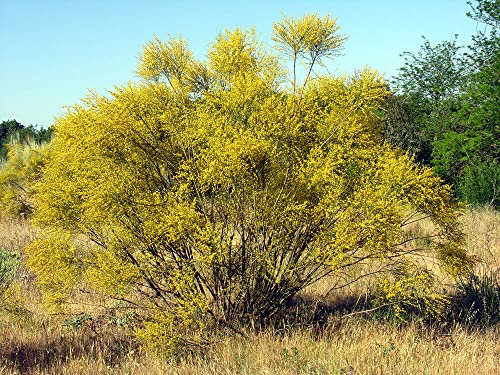 10 Graines de Rétama commun, Retama sphaerocarpa (L.) Boiss seeds: Seeds Only