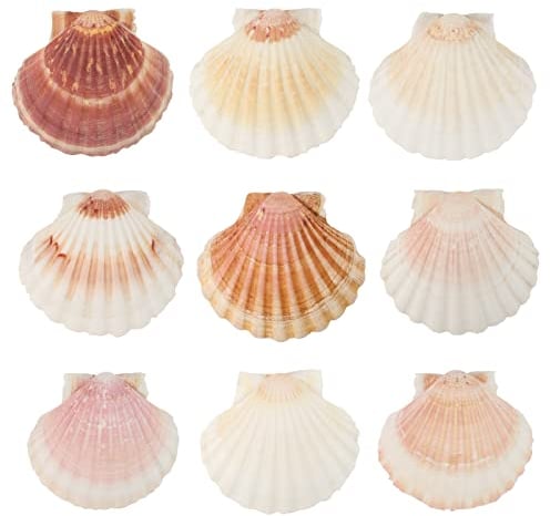 GEFIRE 10 Stück Große Größe ca 10-12 cm Muschelschale Muscheln Groß Jakobsmuschel Natürliche Muschelschale Jakobsmuschel Tasche Küche Dekoration Handwerk Vorspeise Teller Snack Dekoration