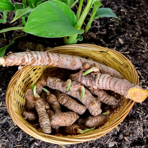kurkuma samen zum einpflanzen curcuma gartenkräuter, balkonpflanzen balkon gemüse, kräutergarten indoor gemüsepflanzen, bio saatgut alte sorten bodendecker, pflanzenanzucht kräuter 50pcs