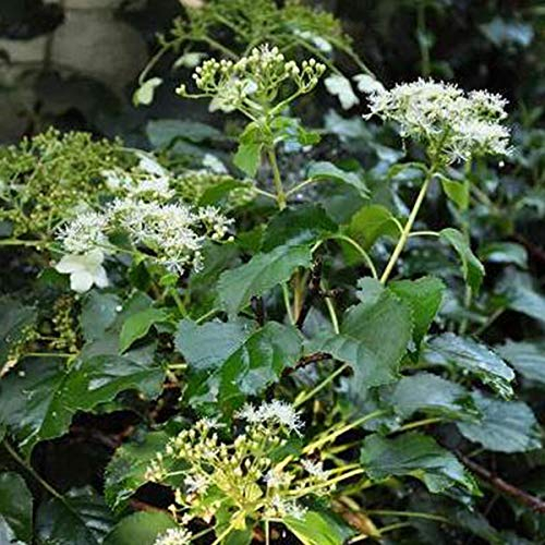 Hydrangea Anomala 'Petiolaris' - Kletterhortensie Semiola 30-40 cm Pflanzcontainer