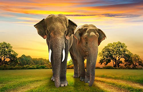 ELEFANTEN Fototapete VLIES-250x186 cm (353A)-Natur Landschaft Afrika Safari Elefant Tiere Wandtapete-Inkl. Kleister-Vliestapete Bild Dekoration Wand-Dekor Moderne Motiv-Tapete Panorama Poster XXL