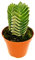 POWERS TO FLOWERS - CRASSULA BUDDHA'S TEMPLE pianta vera