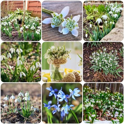 10 pcs schneeglöckchen zwiebeln - blumenzwiebel balkon pflanze pflanzenkübel,Galanthus nivalis, blumenzwiebeln mehrjährig winterhart zimmerbonsai bonsai stauden winterhart mehrjährig