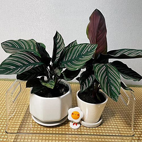 calathea orbifolia samen - Maranta arundinacea Pfeilwurz - topf pflanze kunst pflanzen fürs zimmer winterharte stauden geschenk für gartenfreunde alte sorten saatgut 100 Stück