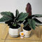 calathea orbifolia samen - Maranta arundinacea Pfeilwurz - topf pflanze kunst pflanzen fürs zimmer winterharte stauden geschenk für gartenfreunde alte sorten saatgut 100 Stück
