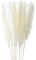 TAOYUN 10 STÜCKE Naturfarbenes getrocknetes Pampasgras Echte Flauschige Schilffedern Phragmites Blumen Bouquet Dekoration Bouquet Hochzeit Bogen Dekor