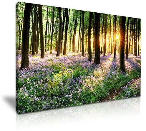 Bois avec jacinthes sauvages Forêt Arbre Soleil Art mural sur toile imprimé 76 cmx50 cm