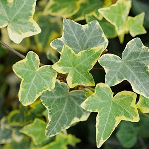 Hedera Ivy Climbing Plants x3 'Goldchild' - Climbing Ivy Plants in 9cm Pots