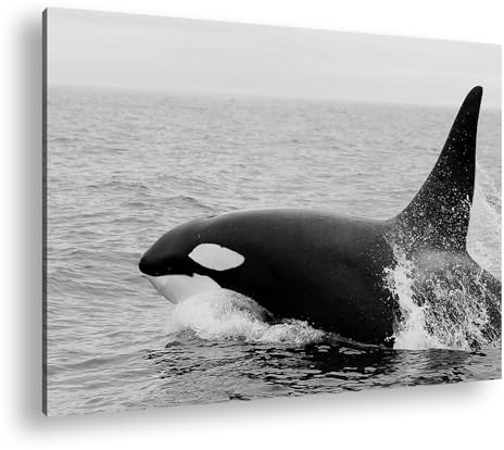 deyoli edler Orca Format:90x60 cm Effekt:Schwarz/Weiß als Leinwandbild, Motiv fertig gerahmt auf Echtholzrahmen, Hochwertiger Digitaldruck mit Rahmen