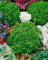 Chamaecyparis pisifera 'Tsukumo' 15-20 cm - Zwerg-Scheinzypresse, kompakt und kugelig, ideal für Steingärten und Kübel, immergrün, pflegeleicht