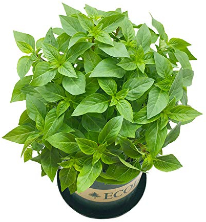 Semillas de albahaca de hoja grande 50 piezas (Ocimum basilicum) Semillas de plantas de hierbas premium frescas anuales culinarias orgánicas para plantar jardín en casa