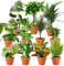 Lot de 7 plantes surprises | +/- 40-70 cm | Pot de ø 12-15 cm | Plantes pour la maison et le bureau, qualité professionnelle, expédition rapide, végétalisation intérieure